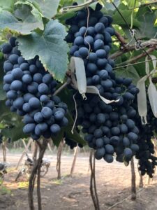 WhatsApp Image 2025-08-12 at 8.03.54 PM